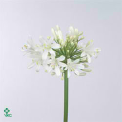 Agapanthus white classic