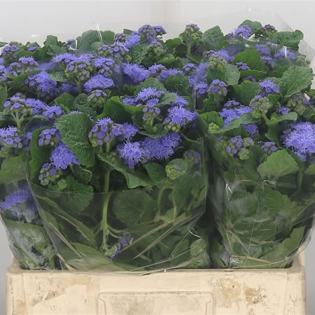 Ageratum Blue Planet