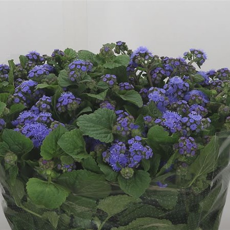 Ageratum Blue Planet (Extra)