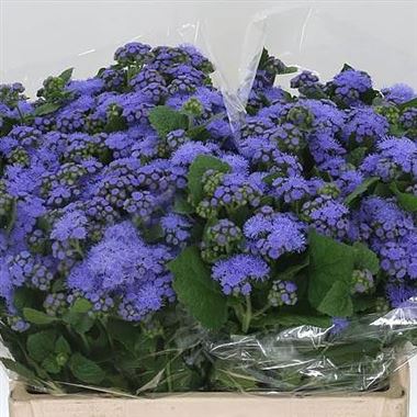 Ageratum Blue Planet