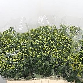 Ajania Yellowday