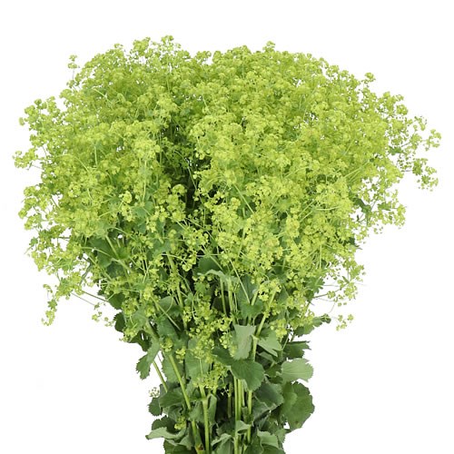 Alchemilla Robustica