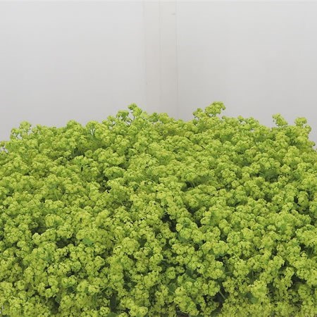 Alchemilla Mollis Robustica