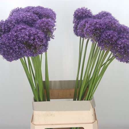 Allium Ambassador