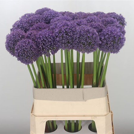 Allium Ambassador