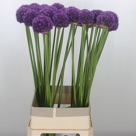 Allium Ambassador