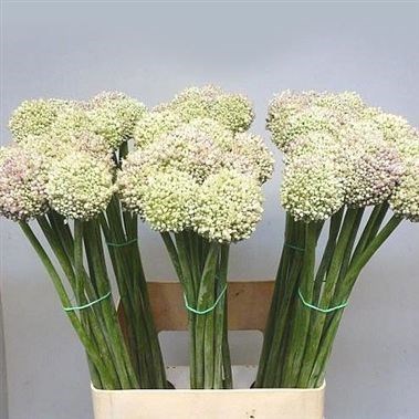 Allium Ampeloprasum