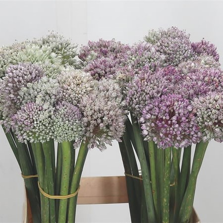 Allium Ampeloprasum