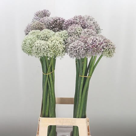 Allium Ampeloprasum