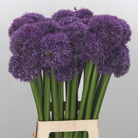 Allium Dutchman (Extra)