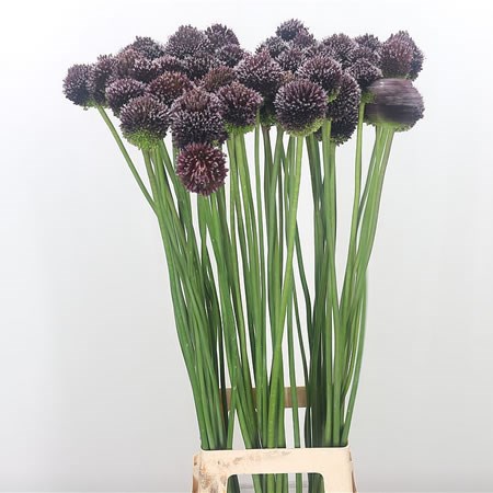 Allium Forelock