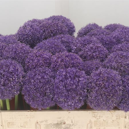 Allium Giganteum