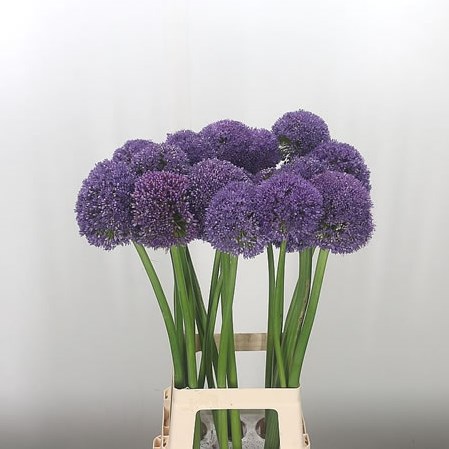 Allium Giganteum