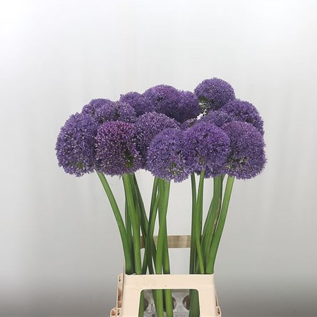 Allium Giganteum