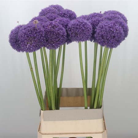 Allium Giganteum