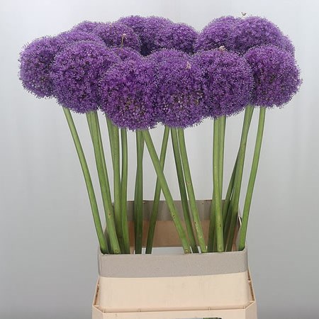 Allium Giganteum XL