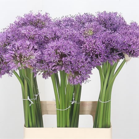 Allium Gladiator