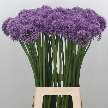 Allium Gladiator