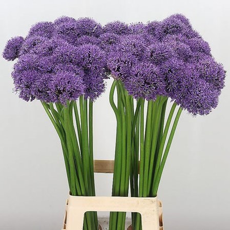 Allium Gladiator