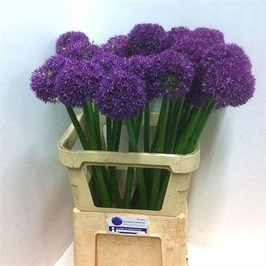Allium Globemaster