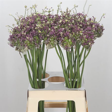 Allium Green Drops