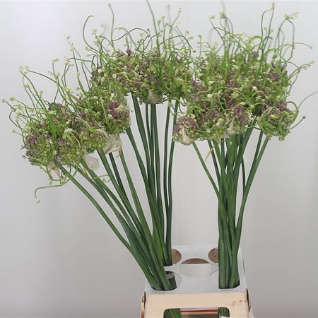 Allium Green Drops