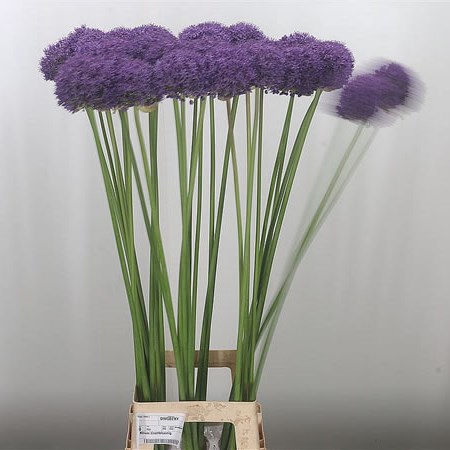 Allium Grootbloemig (Extra)