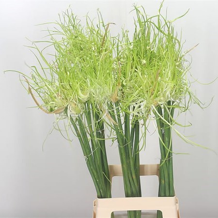 Allium Hair