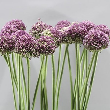Allium Lilac Dome