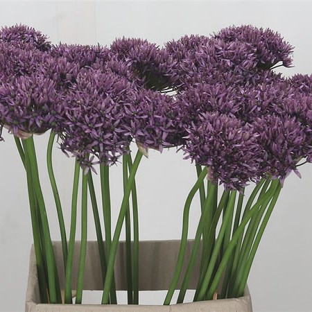 Allium Mercurius