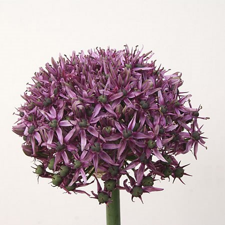 Allium Mercurius