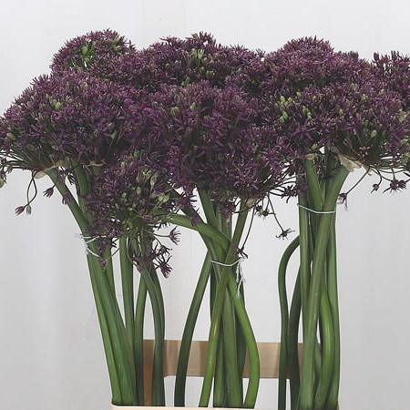 Allium Miami