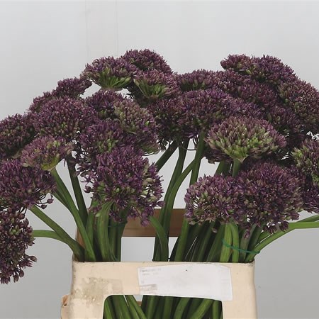 Allium Miami Purple