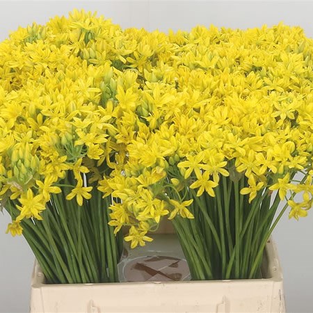 Allium Molly Jeannine