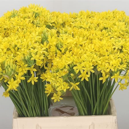 Allium Molly Jeannine