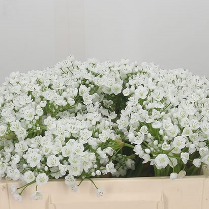 Allium Neopolitanum