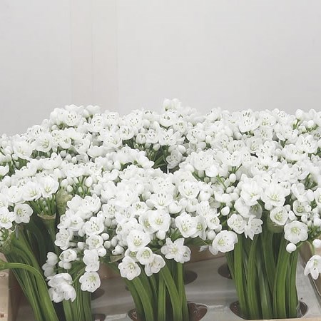 Allium Neopolitanum