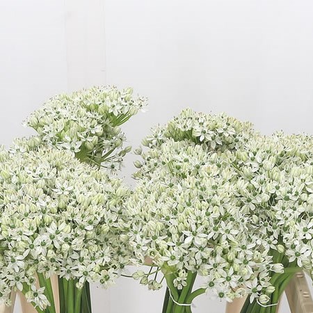 Allium Nigrum