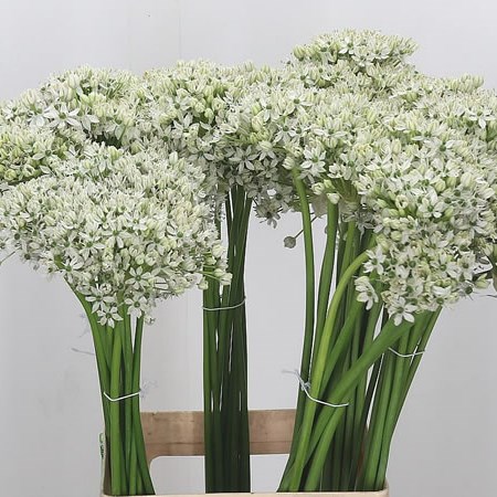 Allium Nigrum