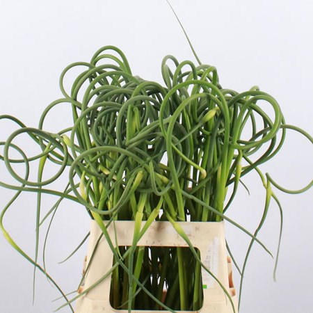 Allium Ophioscorodon
