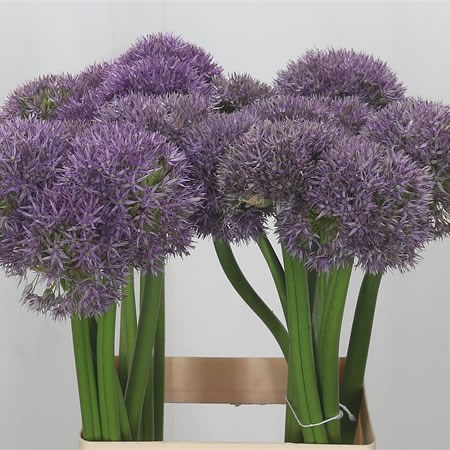 Allium Pinball Wizard