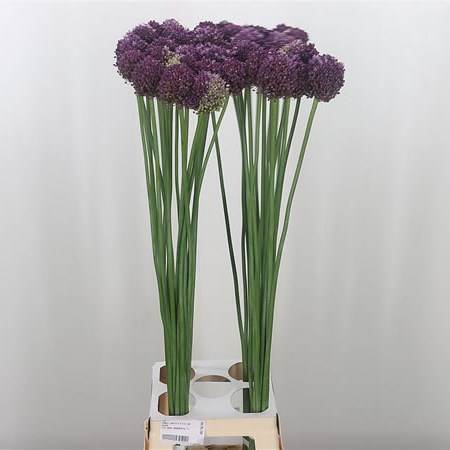 Allium Pink Lady