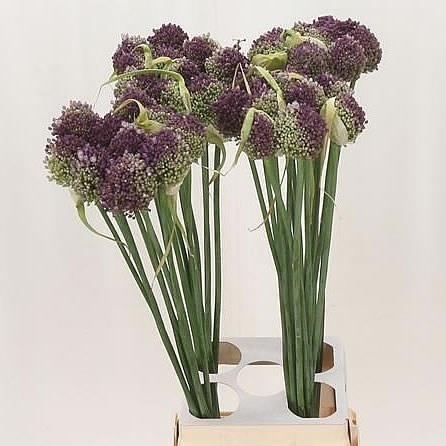 Allium Pink Lady