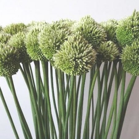 Allium Polar Bear