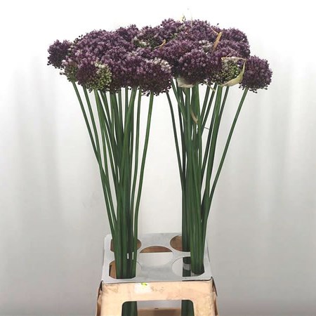 Allium Purple Mystery