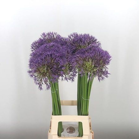 Allium Purple Rain