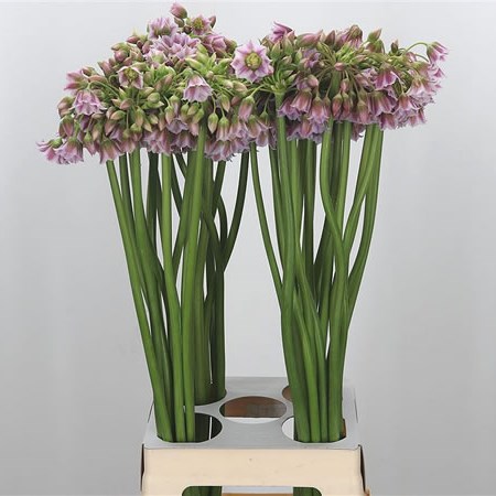 Allium Rosy Bells (Extra)