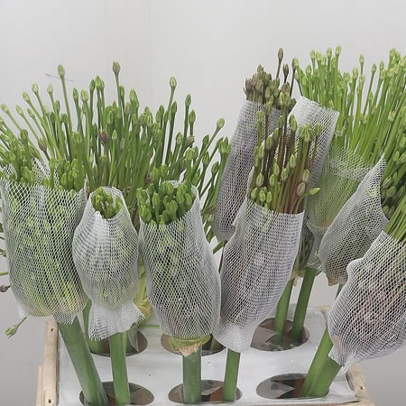 Allium Schubertii