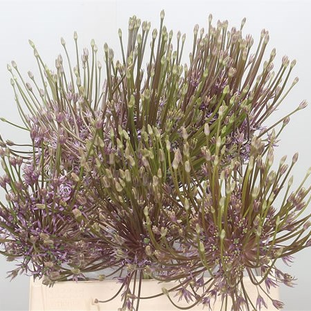 Allium Schubertii