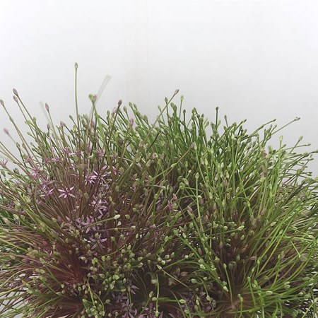 Allium Schubertii